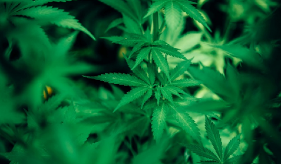historia-cannabis