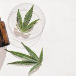 A Cannabis Medicinal para epilepsia, hiperatividade e diabete.